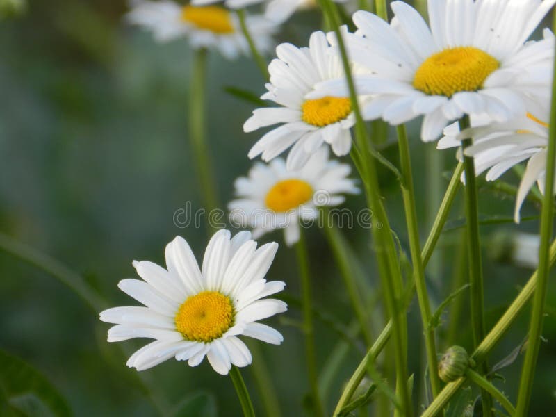 Daisies, flowers, nature, garden, field, outdoors, petals, beauty, beautiful, white, yellow royalty free stock image Daisies, flowers, nature, garden, field, outdoors, petals, beauty, beautiful, white, yellow royalty free stock image