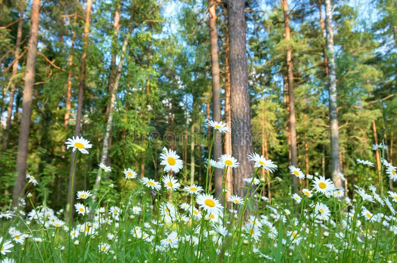 daisies-forest-glade-beautiful-background-50027596.jpg