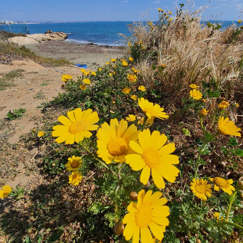 Daisies in Front of Meneou Beach in Larnaca, Cyprus Stock Photo Image