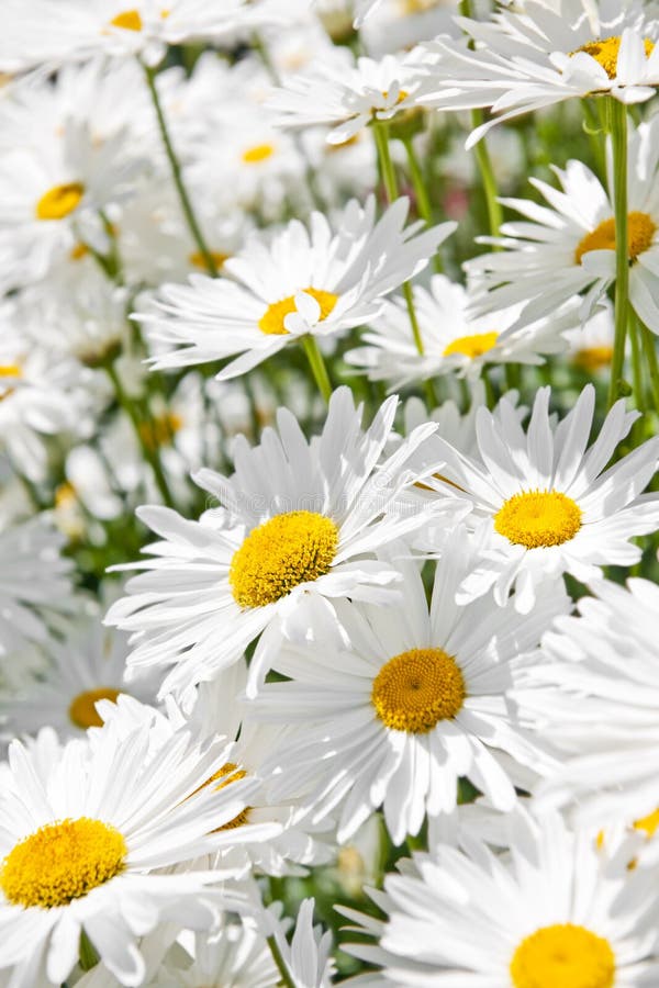 Floating daisies stock photo. Image of blossom, detail 749740