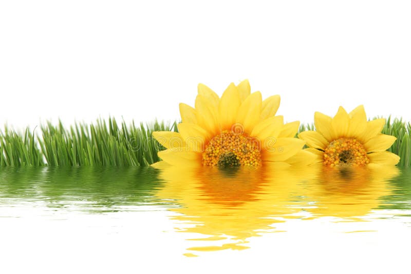 Daisies in the garden stock photo. Image of botanical 3008096