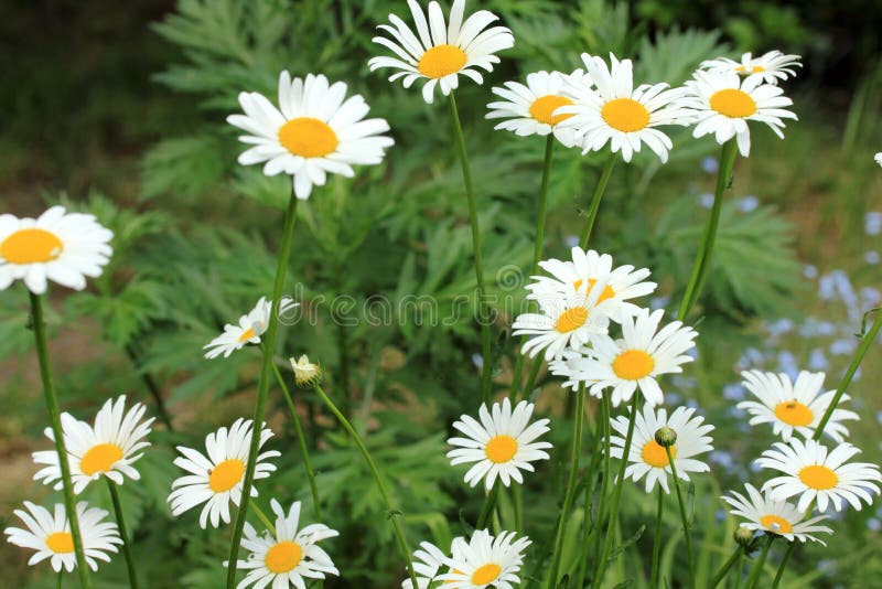 Daisies in garden stock image. Image of garden, outdoor 54621789