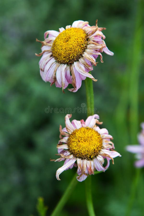 Daisies in the garden stock image. Image of leucanthemum 62840167