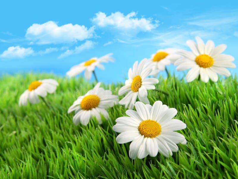Daisies in grass against a blue sky stock image