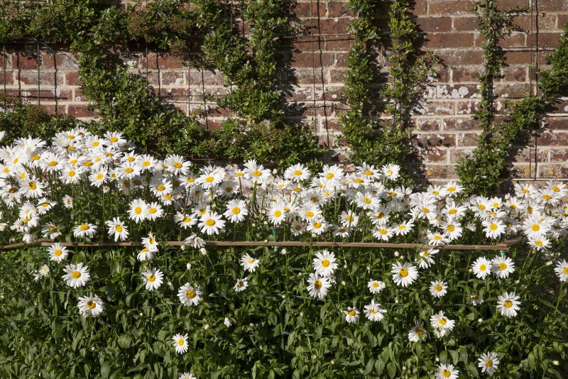 Daisies growing in Garden stock photo. Image of white 33318596