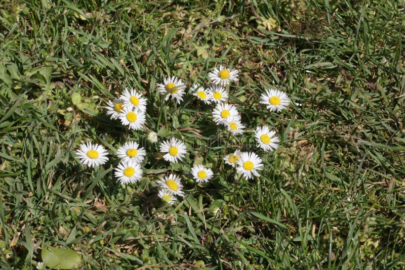 Daisies Growing Wild at the Base of Mount Washington Stock Image