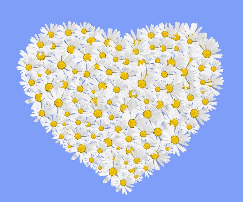 Daisies heart stock illustration. Illustration of love 9100537