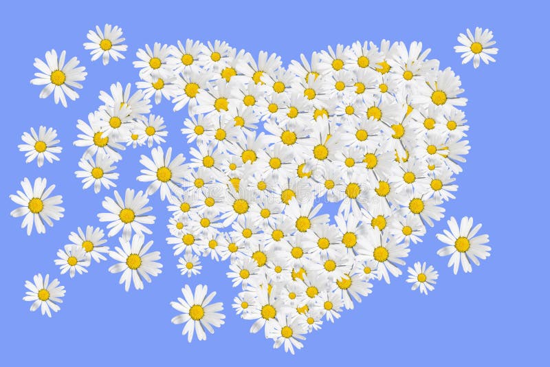 Daisies heart stock illustration. Illustration of fresh 9100569