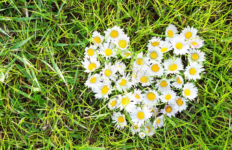 Daisies heart on blue sky stock image. Image of cloudy 45125823