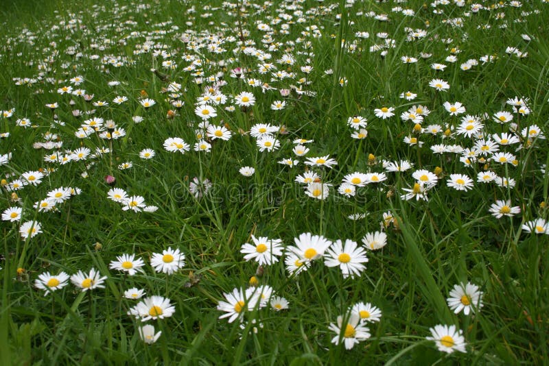 Daisies in a lawn royalty free stock photography Daisies in a lawn royalty free stock photography