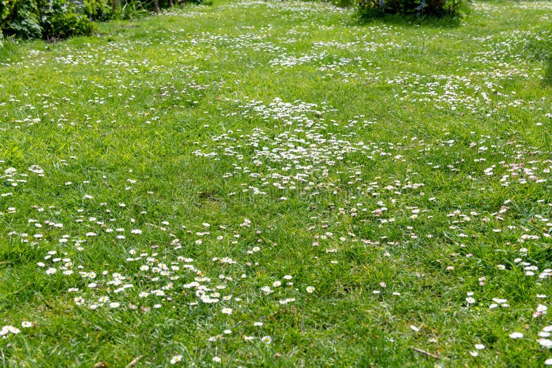 Lawn With Daisies And Soil Crosssection Isolated Stock Photo Image