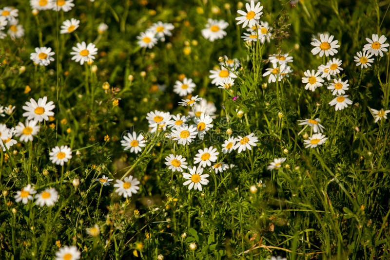 Daisies, Lawn of Daisy Flowers Stock Photo Image of field, meadow