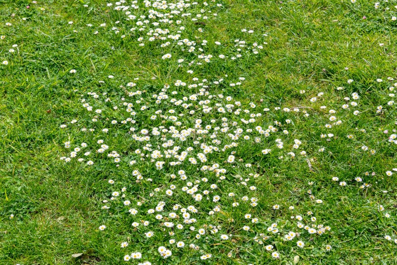 Daisies in the lawn stock image. Image of field, bellis 146829377