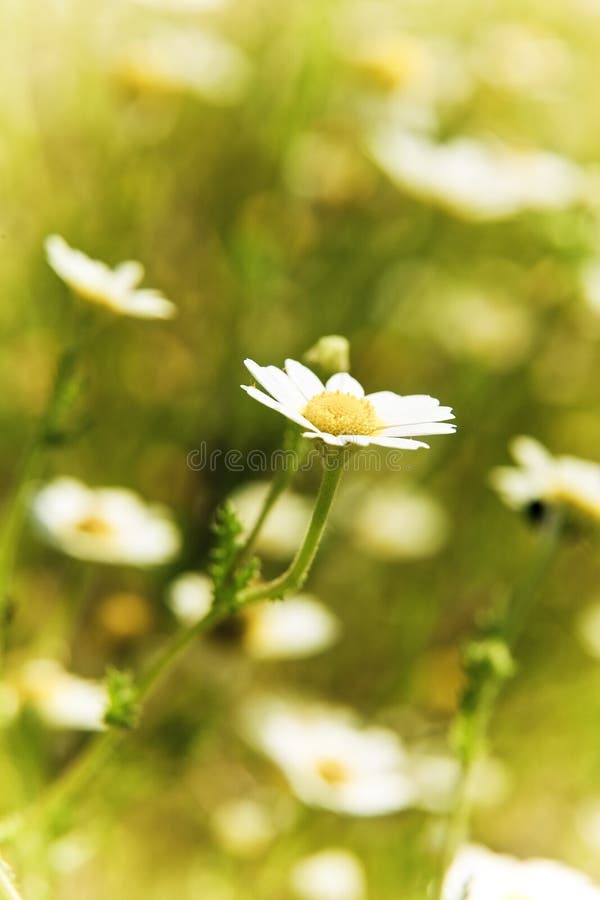 Daisies looking at the sun stock photo. Image of chrysanthemum 9679836