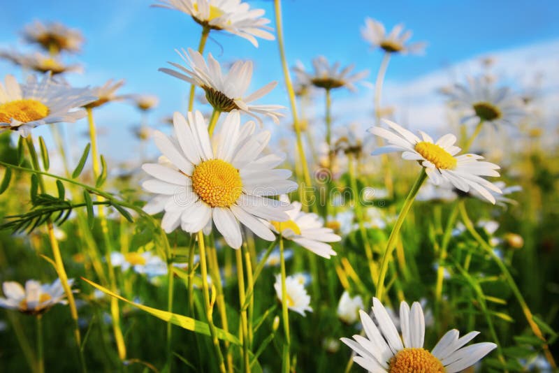 Daisies in a meadow