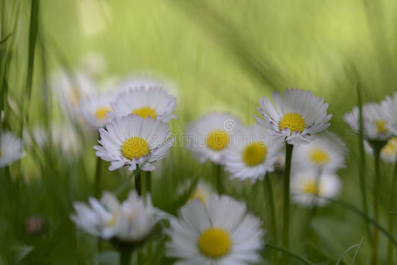 Daisies in a Meadow Close Up Stock Image Image of variegated, field