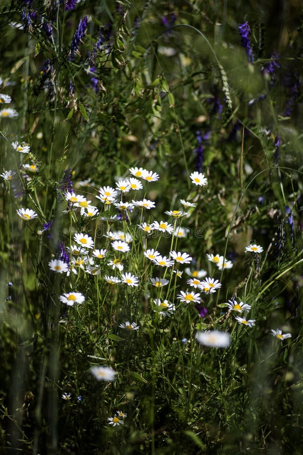 Daisies on the meadow stock photo Daisies on the meadow stock photo