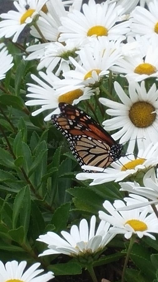 Daisies Butterfly Stock Images Download 1,123 Royalty Free Photos