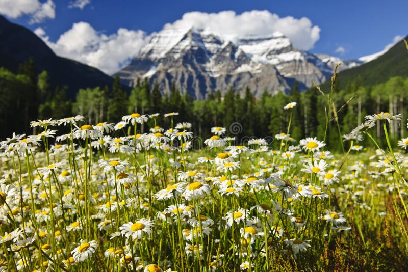 Daisies at Mount Robson provincial park, Canada stock photos