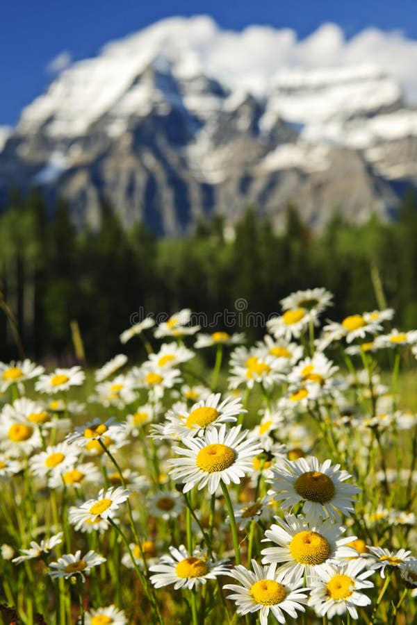 Daisies at Mount Robson provincial park, Canada stock image