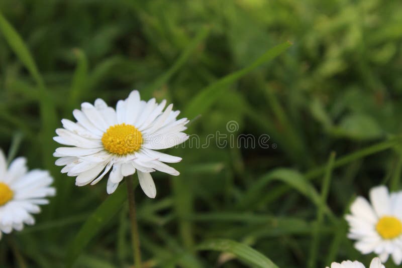 White and Yellow Daffodil stock photo. Image of daffodil 92056860