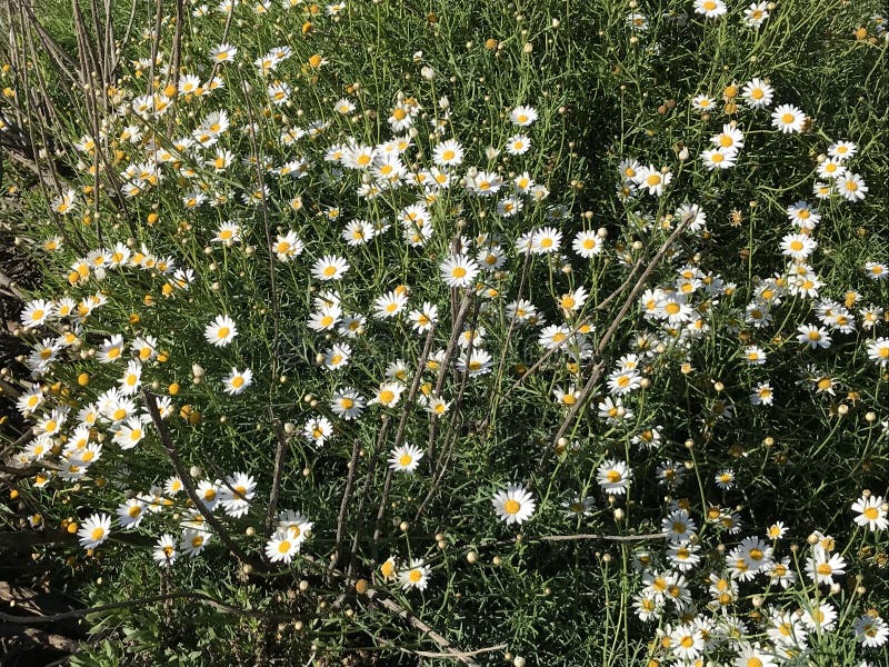 Hillside Gardens Stock Photos Download 437 Royalty Free Photos