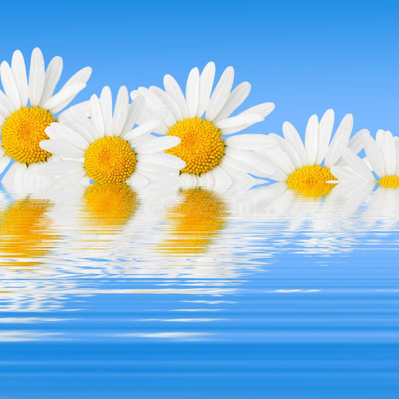 Daisies and reflection