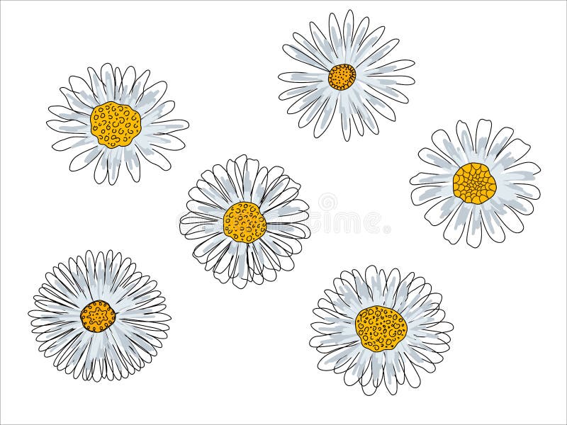 Daisies Solid Line Drawing. Seamless Texture. Abstract Minimal Daisy. Doodle  in Black and White. Vector Stock Vector - Illustration of pattern, color:  189397409