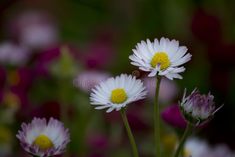Free Daisies Public Domain (CC0) Photos Dreamstime