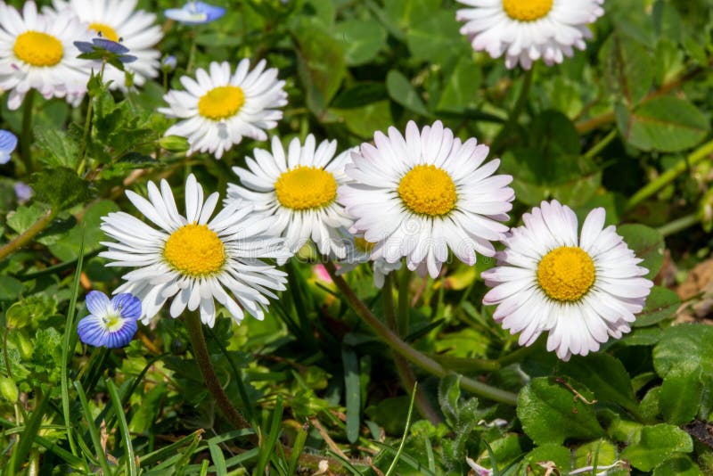 Daisies Spring Flowers Countryside Spring Arrival Stock Photo Image of blossom, beautiful