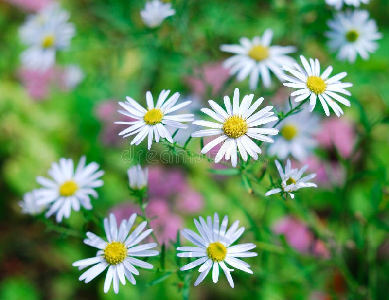 Daisies in spring garden stock image. Image of leaf, season 26589959
