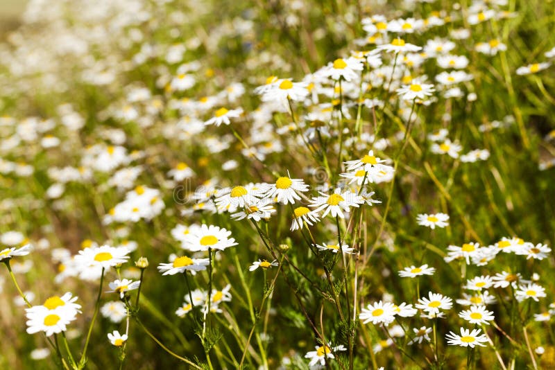 Daisies spring season stock image. Image of outdoors 61210201