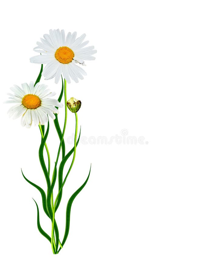 Daisies summer flower