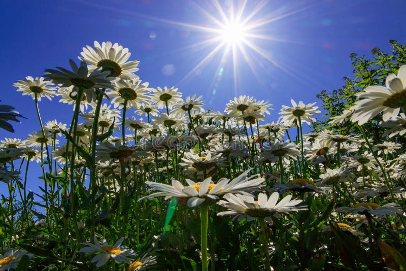 Row Of Daisies With Reflections On White Stock Image Image of colors