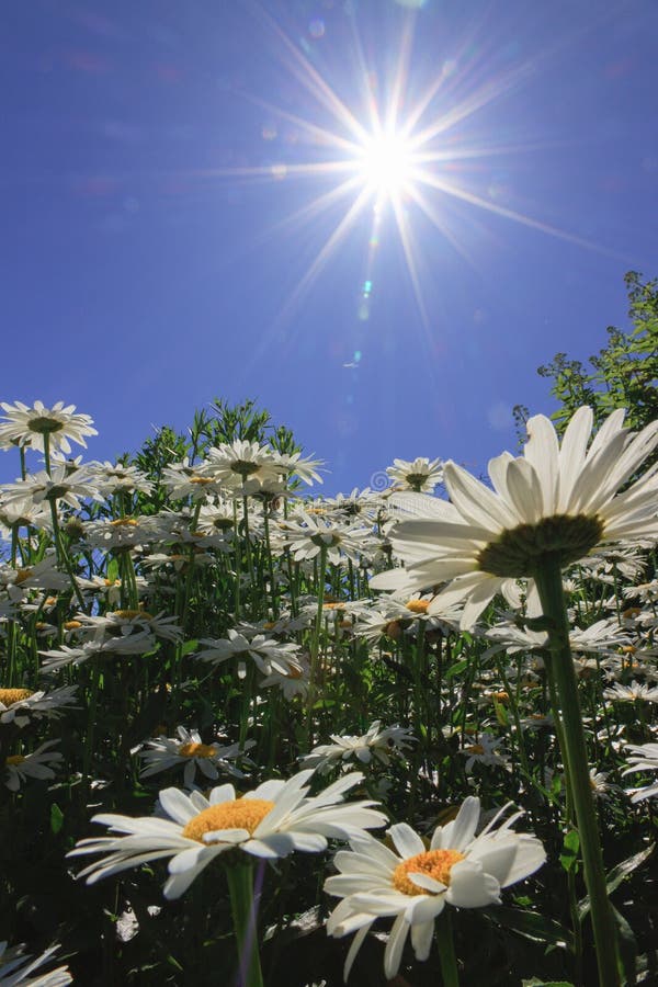 Row Of Daisies With Reflections On White Stock Image Image of colors