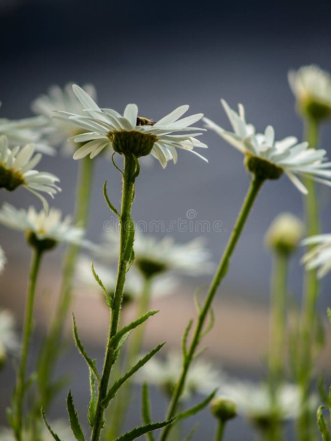 Daisies at Sunset in the Garden Stock Photo Image of season, daisies