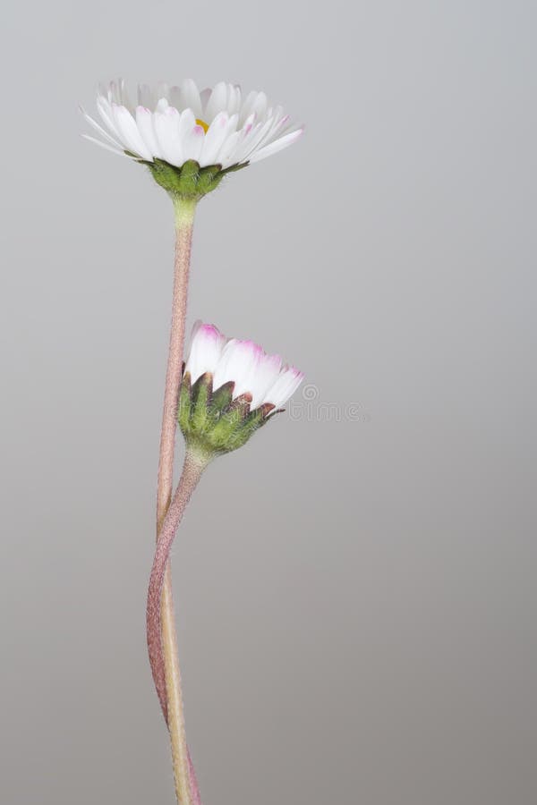 Daisies Supporting Each Other. Comfort,support Concept. Stock Photo