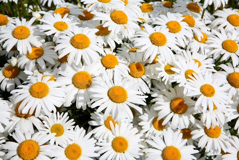 Daisy background