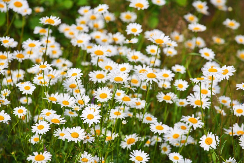 Daisy background