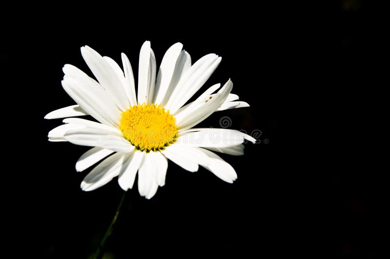 Daisy on black