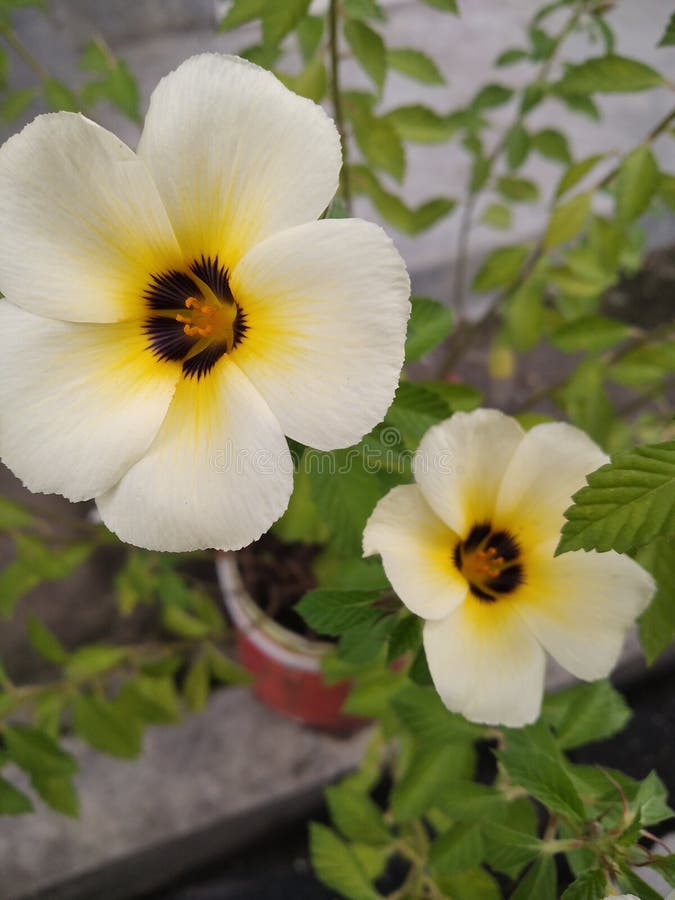 Daisy Blooms in Rainy Season Stock Photo Image of plant, daisy 261845700