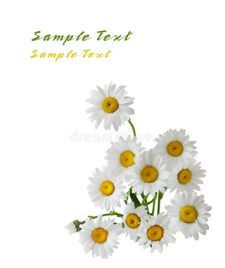 1,400+ Daisy bouquet Free Stock Photos StockFreeImages