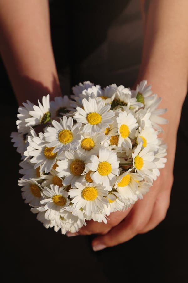 Daisy bouquet stock image. Image of daisy, bloom, flora 2657357