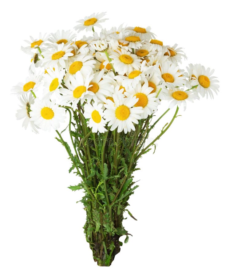 Daisy bouquet on the white background