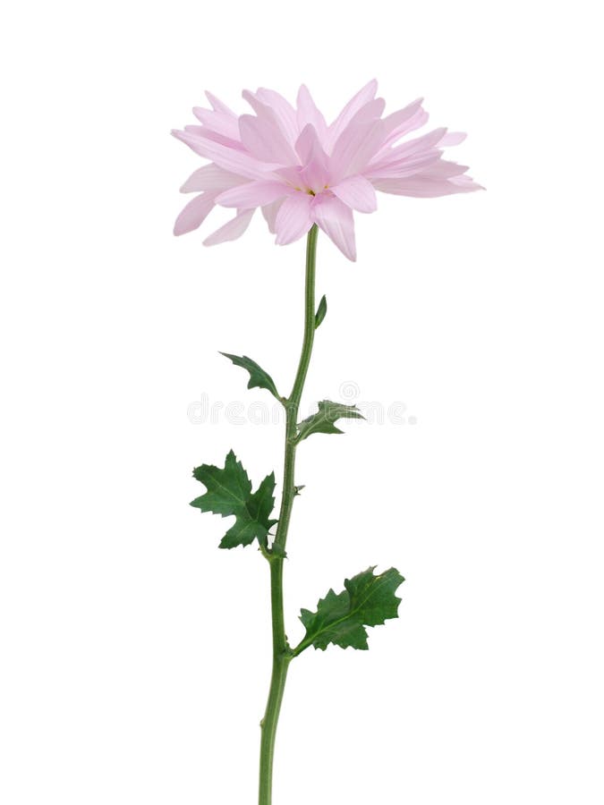 A daisy branch decoration