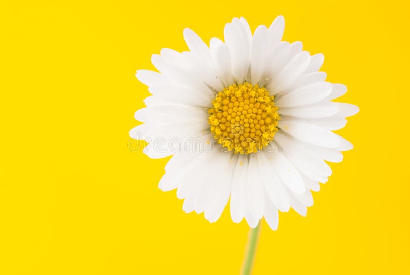 Daisy On A Bright Yellow Background Stock Image - Image of white