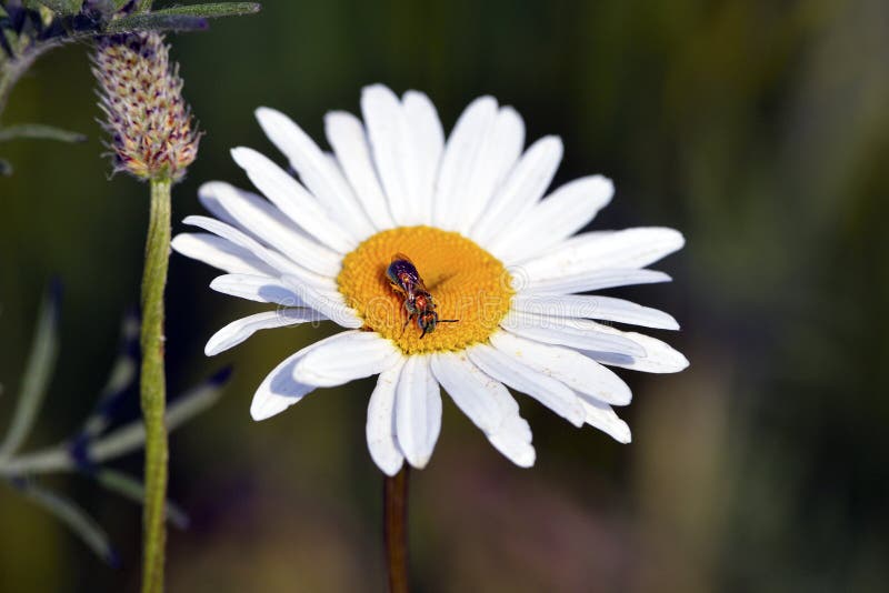 Daisy with Bug stock image. Image of flower, insect, close 20063295