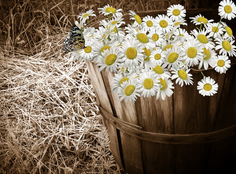 Daisies in an old bushel basket. Daisies in an old bushel basket.