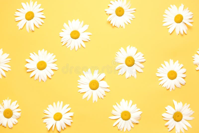 Daisy Camomile Top View on Yellow Background  Backdrop Stock  Image - Image of background, color: 187678131