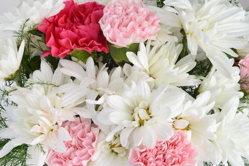 Daisy and Carnation Bouquet Background Stock Image Image of carnation